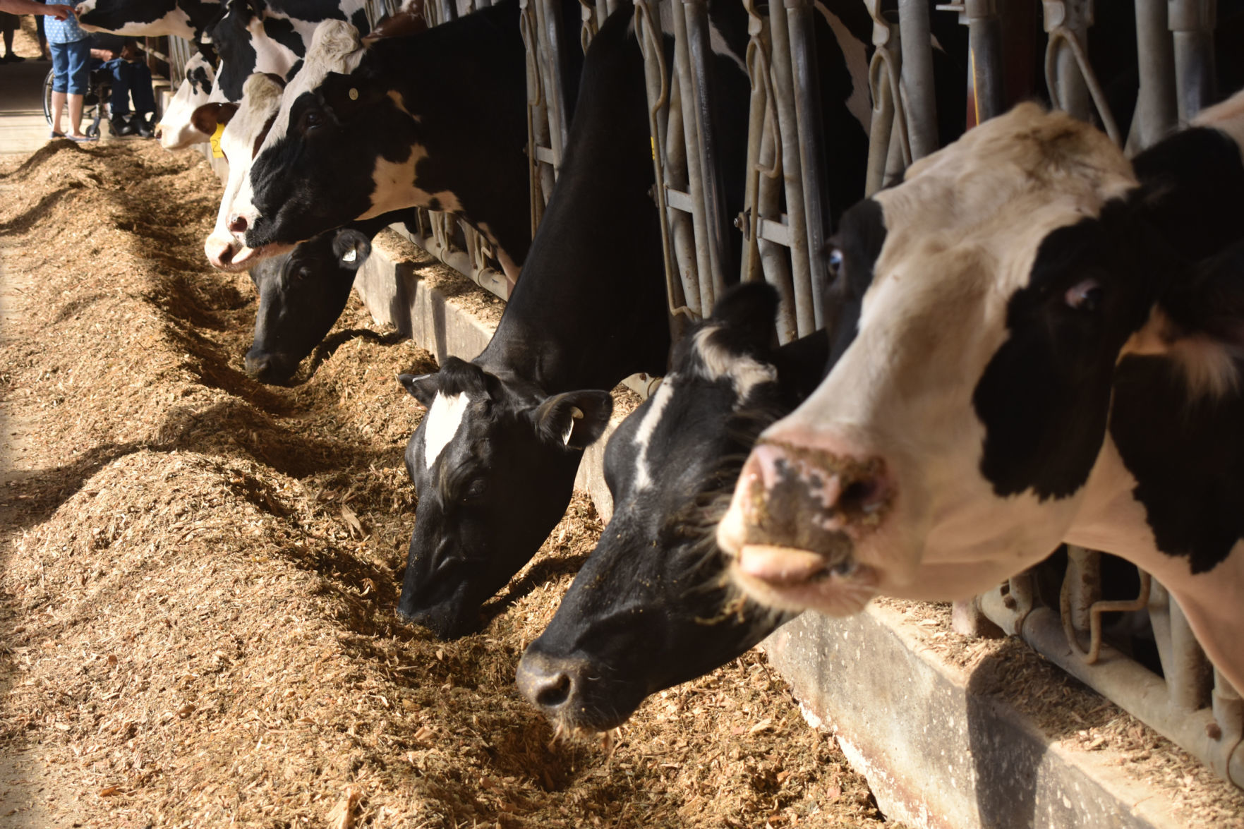 Cows graze at the Lohr farm